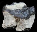Fossil Brontotherium (Titanothere) Molar - South Dakota #50798-2